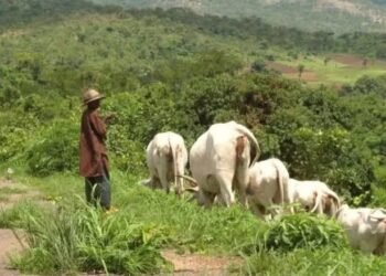 Igbo youth Group calls on South-East Governors to ban open grazing ban in Southeast