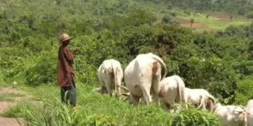 Igbo youth Group calls on South-East Governors to ban open grazing ban in Southeast