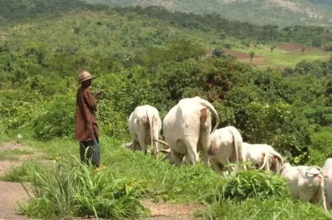 Igbo youth Group calls on South-East Governors to ban open grazing ban in Southeast