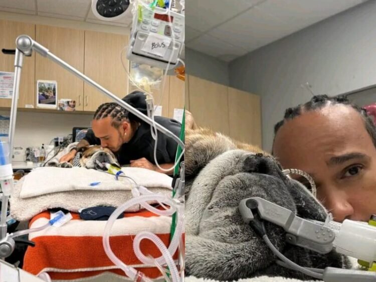 Lewis Hamilton’s Bulldog Roscoe In Coma After Pneumonia Scare