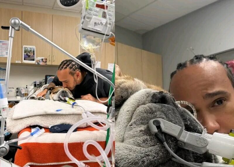 Lewis Hamilton’s Bulldog Roscoe In Coma After Pneumonia Scare