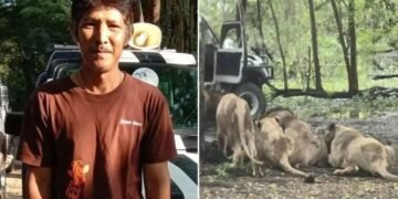 Thai Zookeeper Mauled To Death By Pride Of Lions At Safari World Bangkok