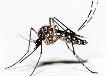 Mosquitoes Appear in Iceland for the First Time Following Record Heat