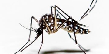 Mosquitoes Appear in Iceland for the First Time Following Record Heat