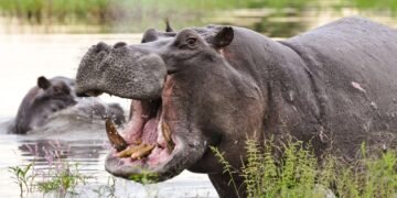 Gombe Lawmaker Urges Federal Action Over Deadly Hippopotamus Attacks