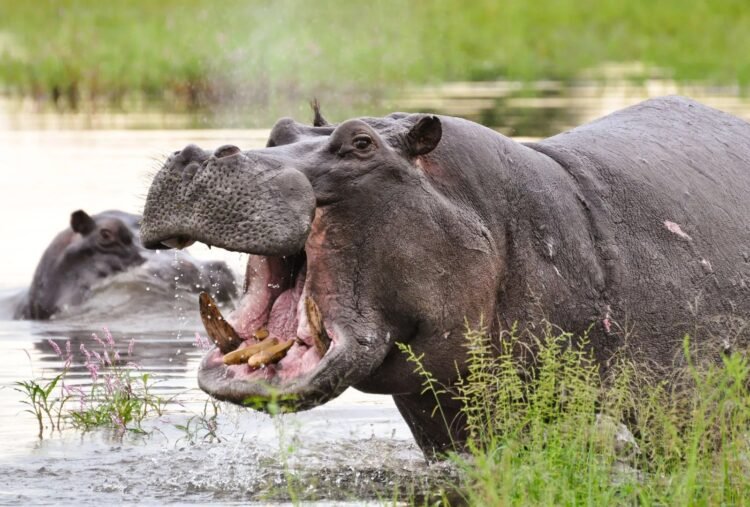 Gombe Lawmaker Urges Federal Action Over Deadly Hippopotamus Attacks