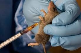 NCDC Reports 172 Lassa Fever Deaths