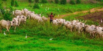 FG Bans Open Grazing Nationwide, Declares It A Capital Offense