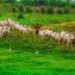 FG Bans Open Grazing Nationwide, Declares It A Capital Offense