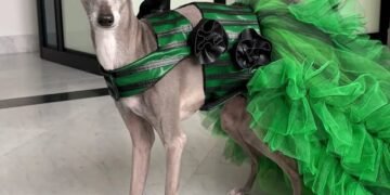 Tika the Iggy, Instagram Celebrity Dog, Passes Away at 14