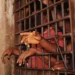 82 Nigerian Women on Death Row – ASF France 