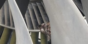 United Nigeria Airlines Grounded Twice In One Day 